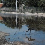 “Τα πουλιά πεθαίνουν τραγουδώντας” ΦΩΤΟΡΕΠΟΡΤΑΖ: Με ανεπανόρθωτη ζημιά απειλείται από το πρωί ο υδροβιότοπος